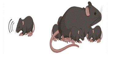 Autism’s Many Faces: Why Studying Different Models Matters