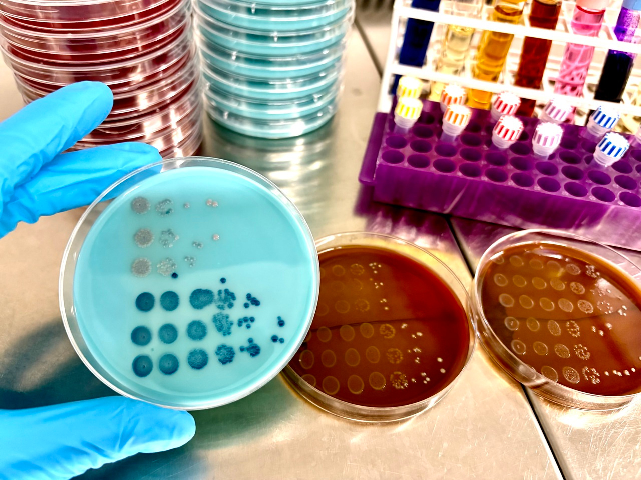 Antibiotics fuel the rise of vancomycin-resistant enterococci intestinal colonisation by remodelling the metabolic landscape of the gut microbiome   