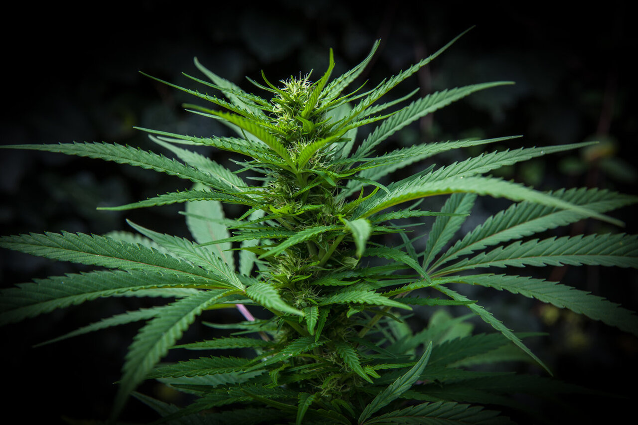 Measuring Variation in U.S. State Cannabis Policy