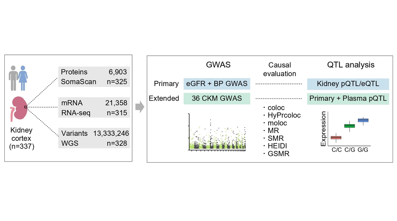 Mapping the proteins of the human kidney to understand health and disease