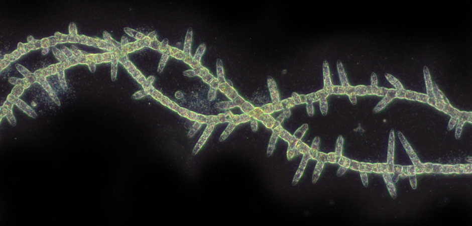 Green alchemy to increase wastewater recycling