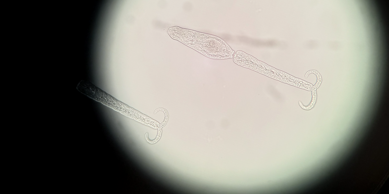 Seeing an Invisible World 