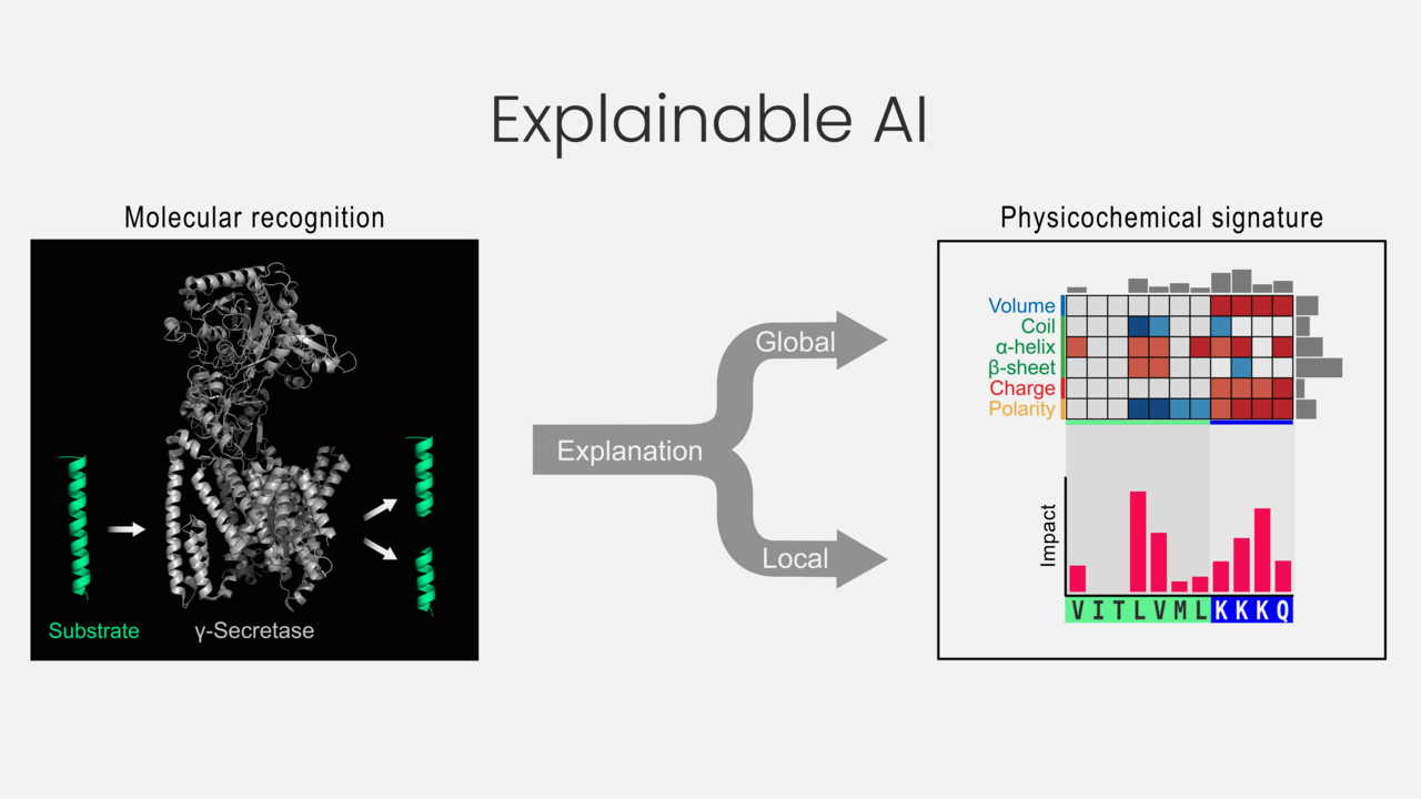 Proteases and Philosophy—Decoding Molecular Recognition by Bridging Biochemistry and AI through Explainability