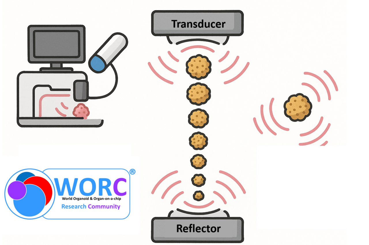 Acoustic Levitation: Building 3D Cell Structures Without Touching a Surface