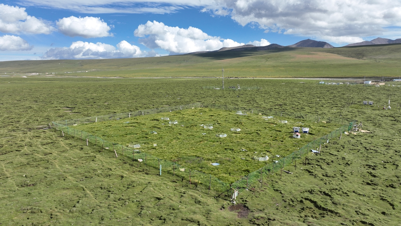 Decadal warming depletes topsoil nitrogen stocks in a Tibetan permafrost ecosystem