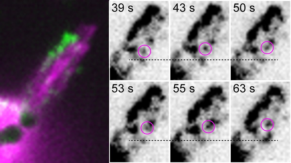 Myosin 7A is a Miniature Molecular Motor with a Major Mission