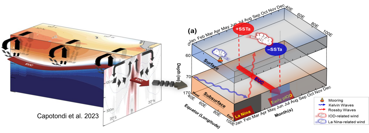 Unveiling the Magic: Who Is Calling Back the Indian Ocea Equatorial Undercurrent?