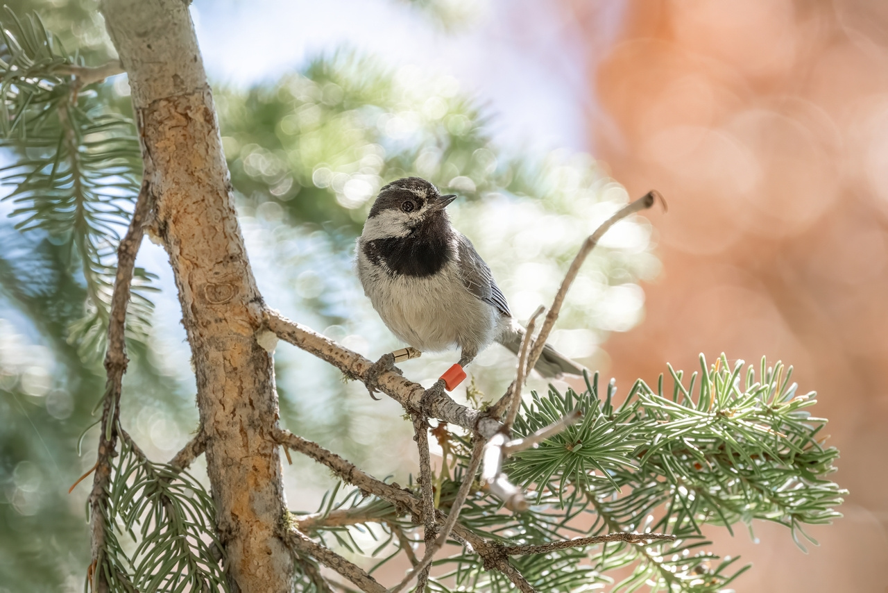 Mountain chickadees are flexible in their breeding timing - but early breeding is best