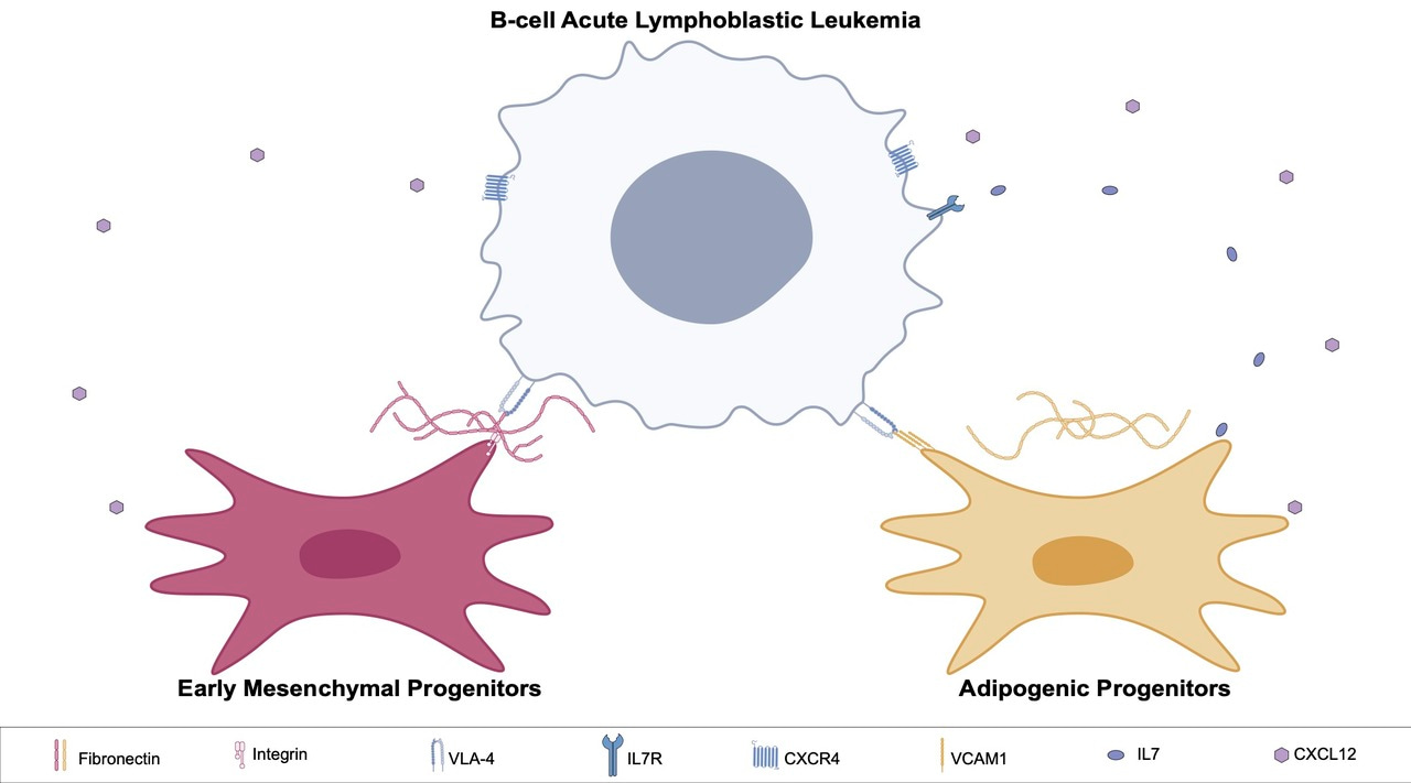 Unlocking the Secrets of the B-ALL Microenvironment: How Stromal Cells Shape Leukemia Progression