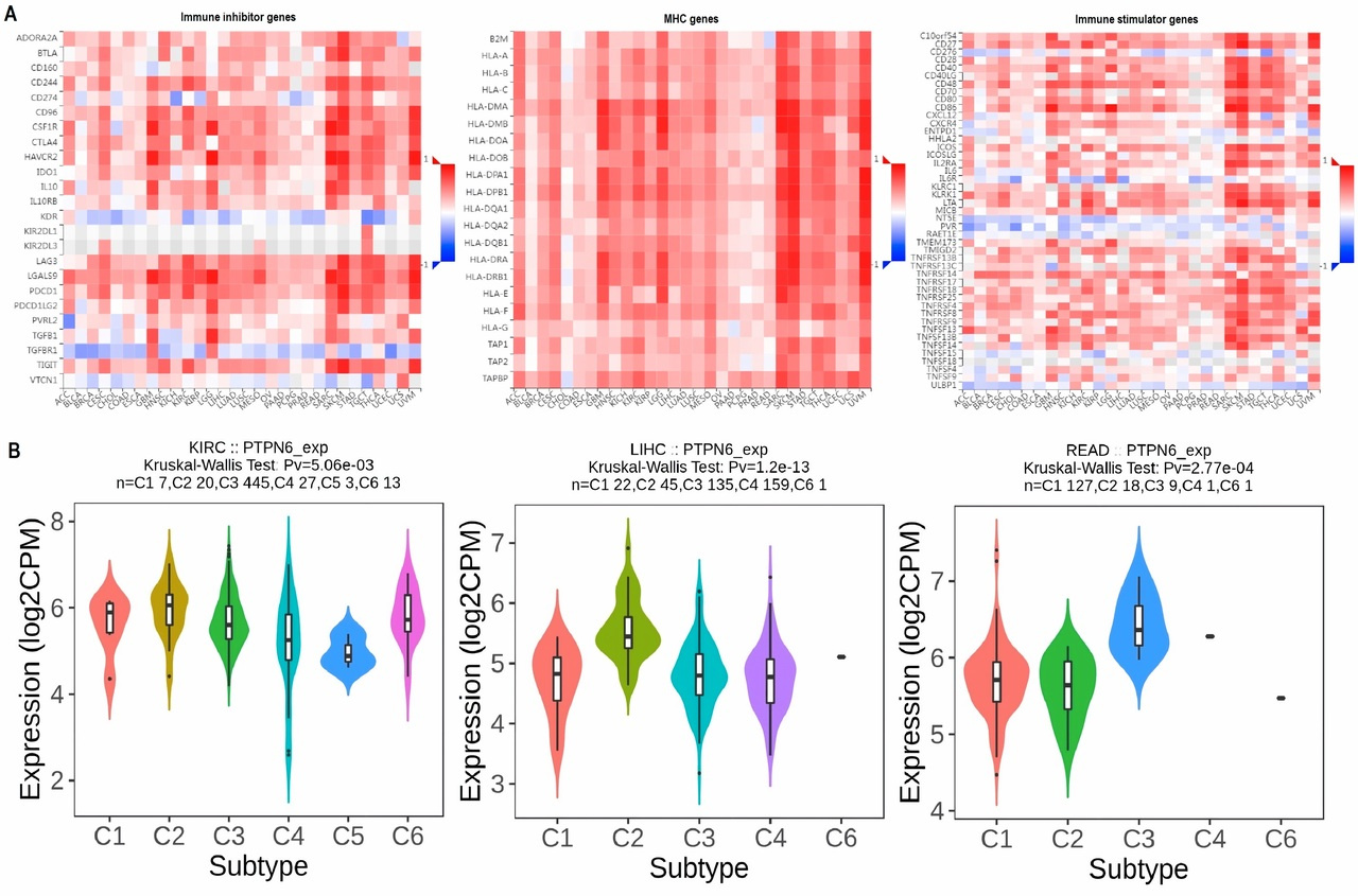 Pan-Cancer Analysis of PTPN6: Prognostic Significance and Functional Implications in Tumor Progression