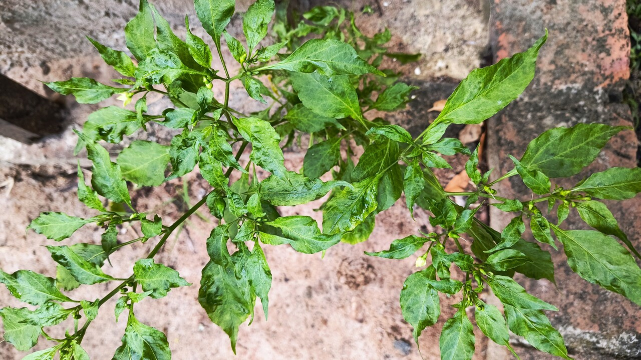 Patience can be the answer