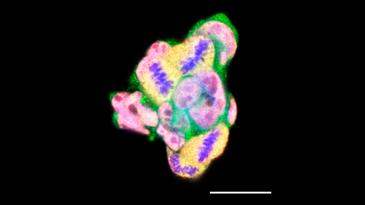 The Unexpected Guardian of Early Life