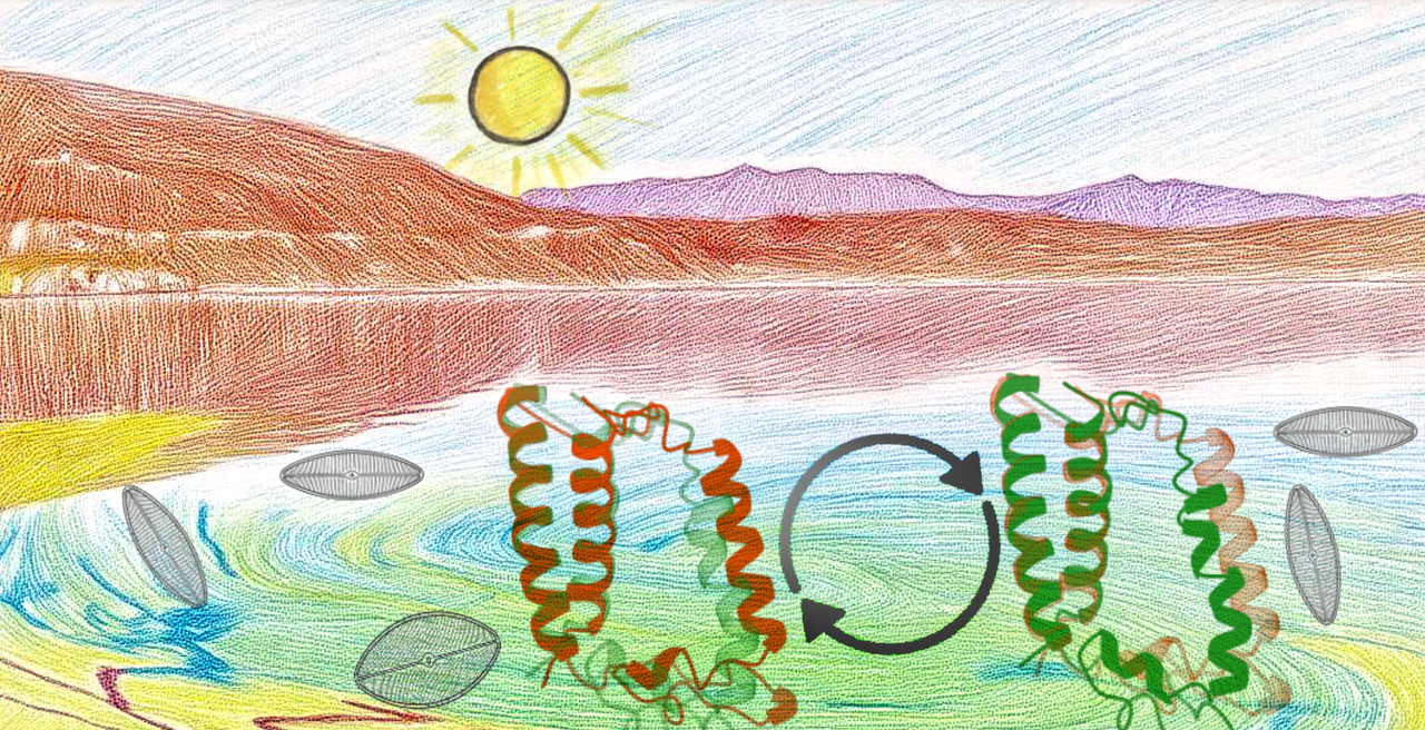 When the Light that Sustains Life Can Also Threaten It: Shape-Shifting Light Harvesters on Call