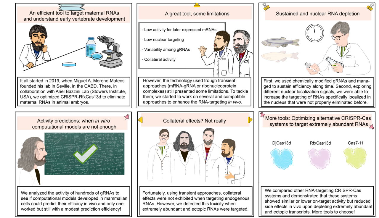 Expanding and consolidating the RNA-targeting CRISPR-Cas toolbox