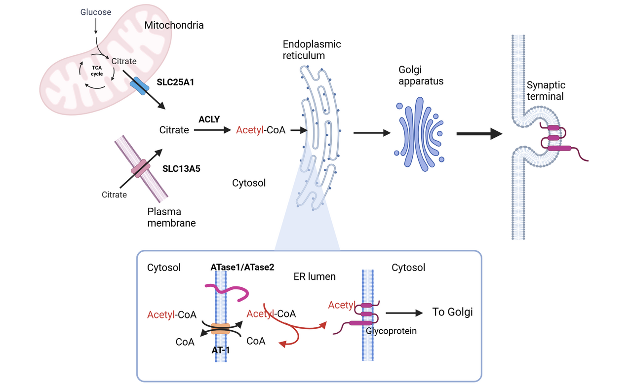 Acetyl-CoA influences the secretory pathway and neuronal activity