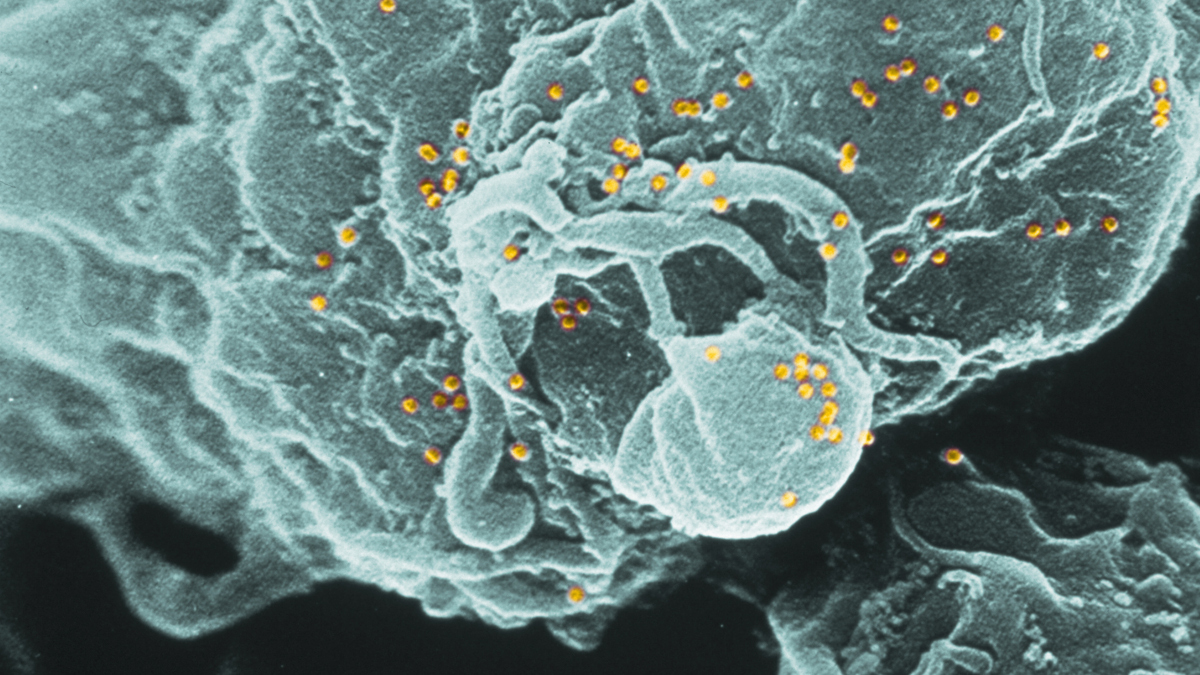 Call for papers: Host-Pathogen Interactions – Infection, Immunity and Beyond