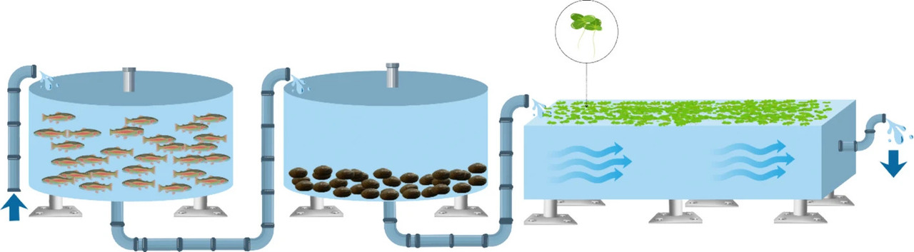 Microplastic exposure reduces productivity in freshwater integrated multi-trophic aquaculture systems