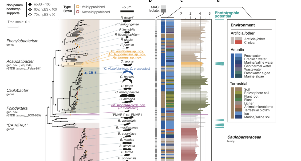 When cell biology meets ecology – uncovering the evolutionary and ecological context of a model bacterium