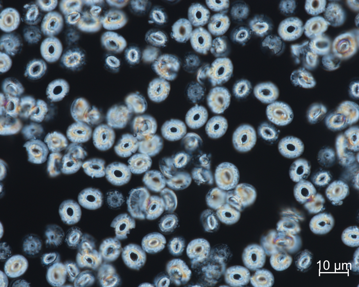 Could our Oceans Escape from Becoming a Warm Soup: Rethinking the Miocene with Coccolith Clumped Isotopes