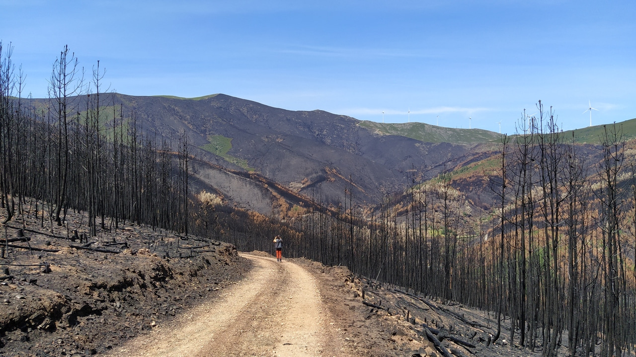 The Feedback Loop of Forest Fires and Land Degradation