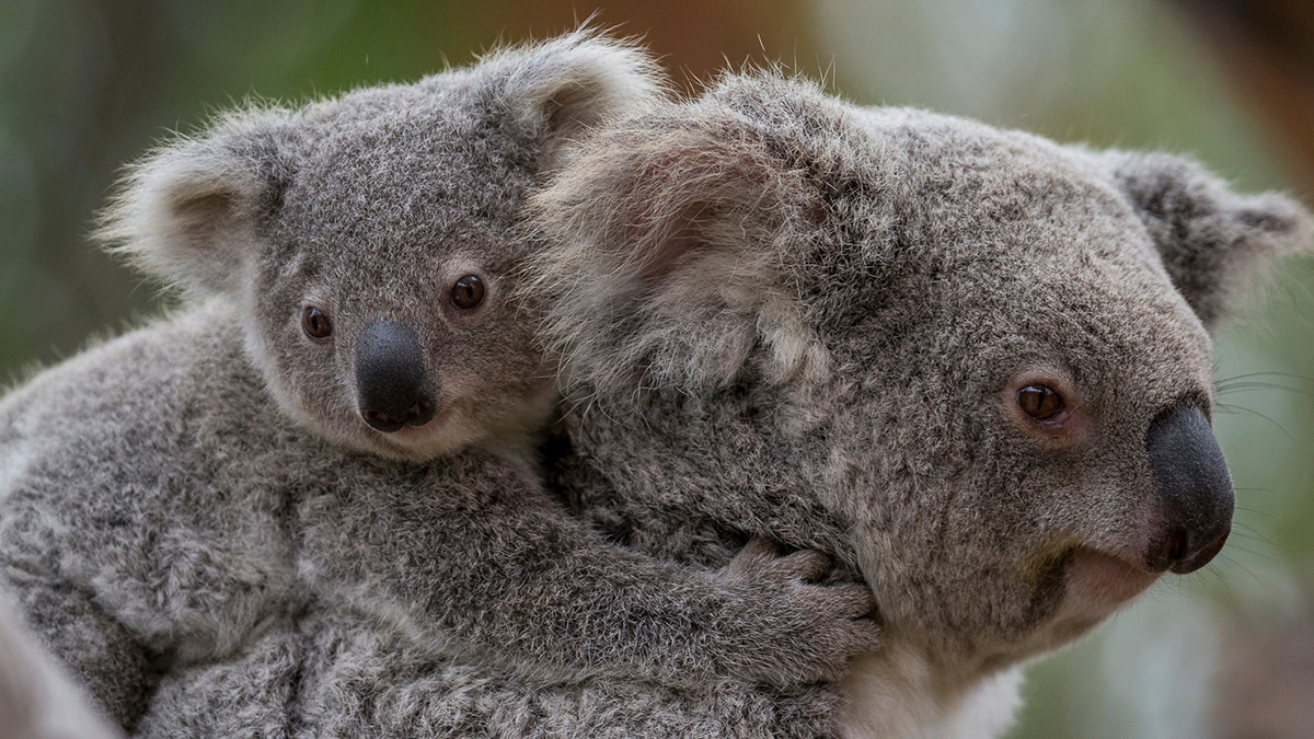 From Retrovirus Evolution to Zoo Management: A Genomic Approach to Koala Health