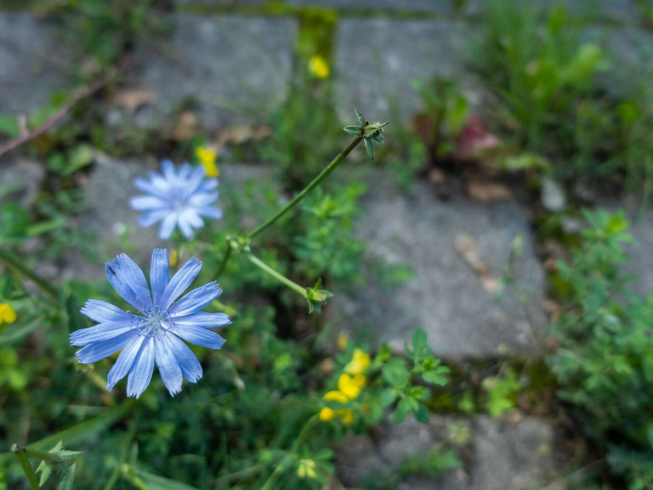 How Crowd-Sensed Plants Decode the Hidden Environmental Patterns of European Cities
