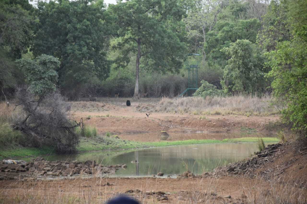 Climate Shapes India's Savanna-Forest Stability, but Human Actions Can Make the Difference