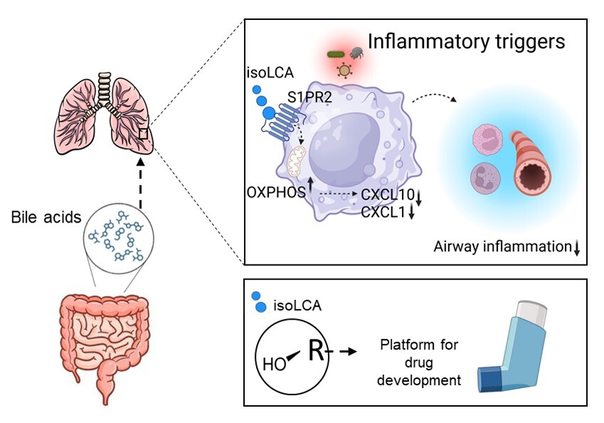 A microbiota-dependent bile acid reprograms alveolar macrophages to control lung inflammation