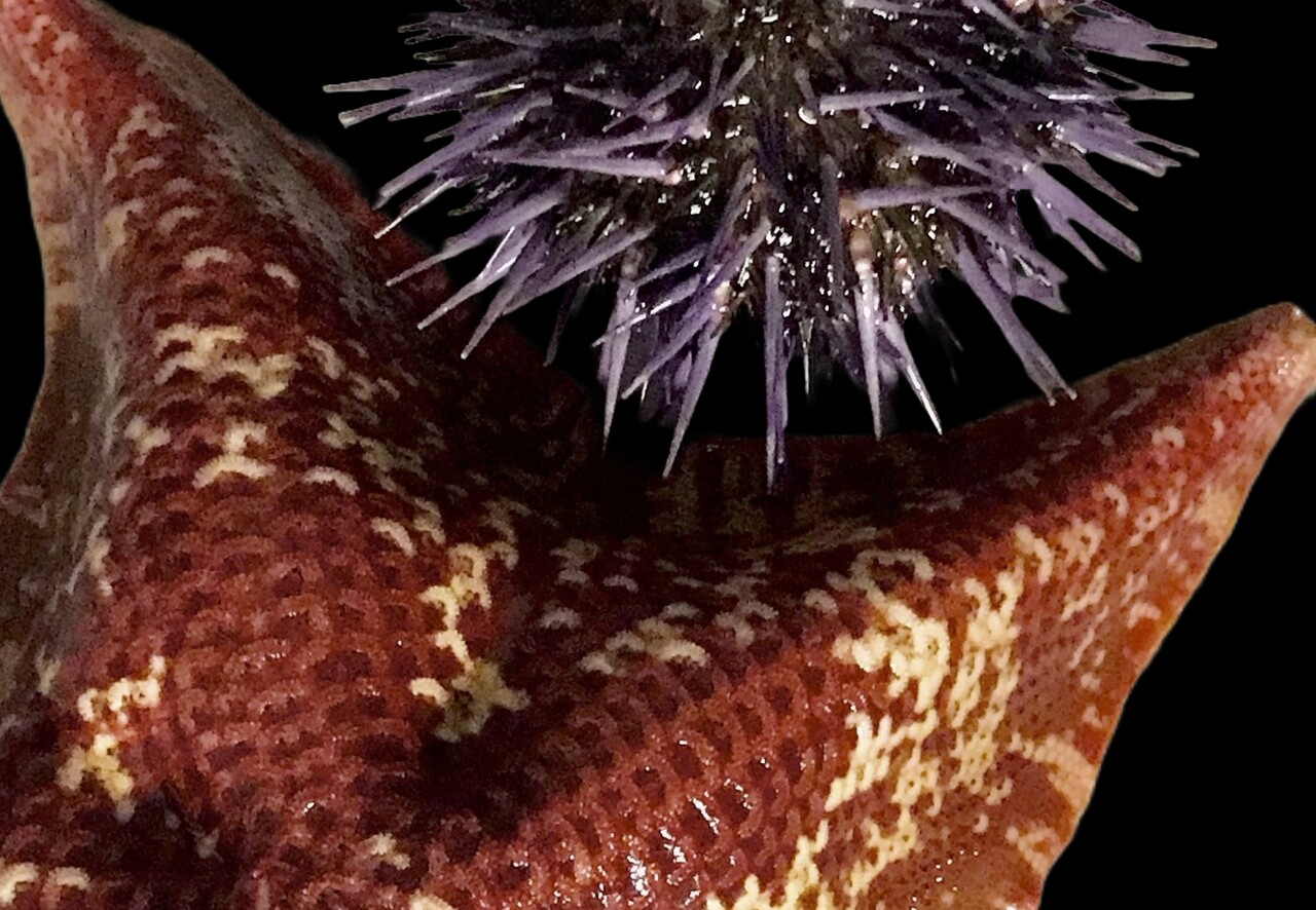 Echinoderms as a paradigm to understand how genome organization shapes body plans and their evolution