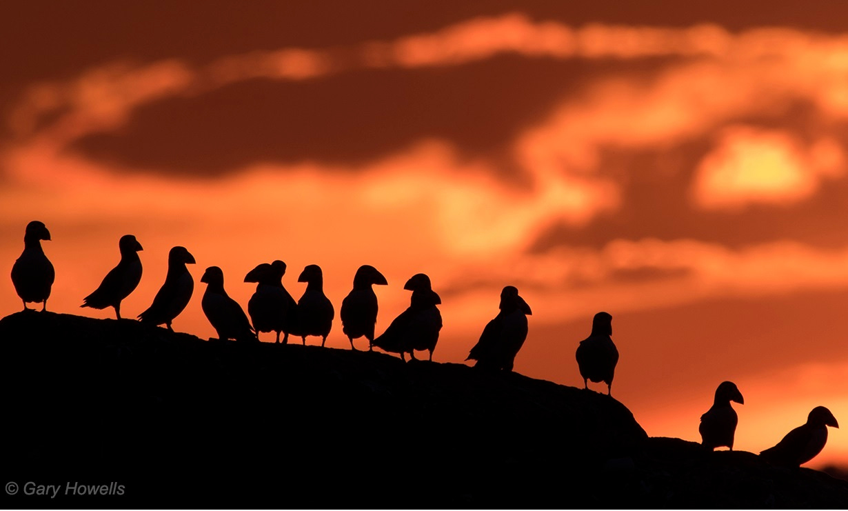 The beauty of large collaborations: how many seabird scientists does it take to make a manuscript?