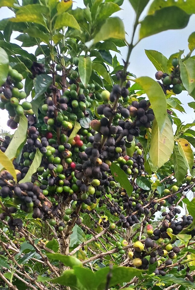 Coffee Berry Disease Pressure in Ethiopian Arabica Coffee Highlights the Need for High-Density Genetic Mapping and GWAS-Based Resistance Breeding