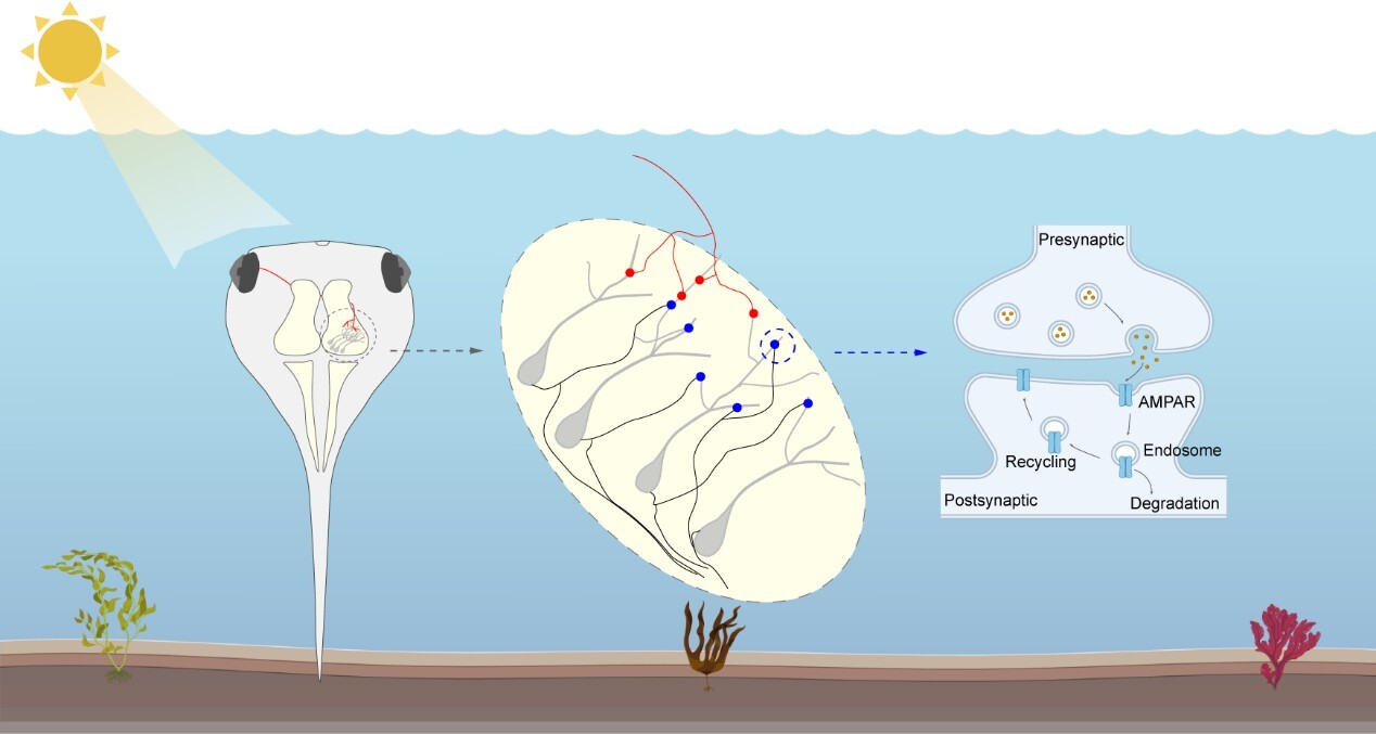 The homeostatic brain: How a longer day reshapes developing synapses
