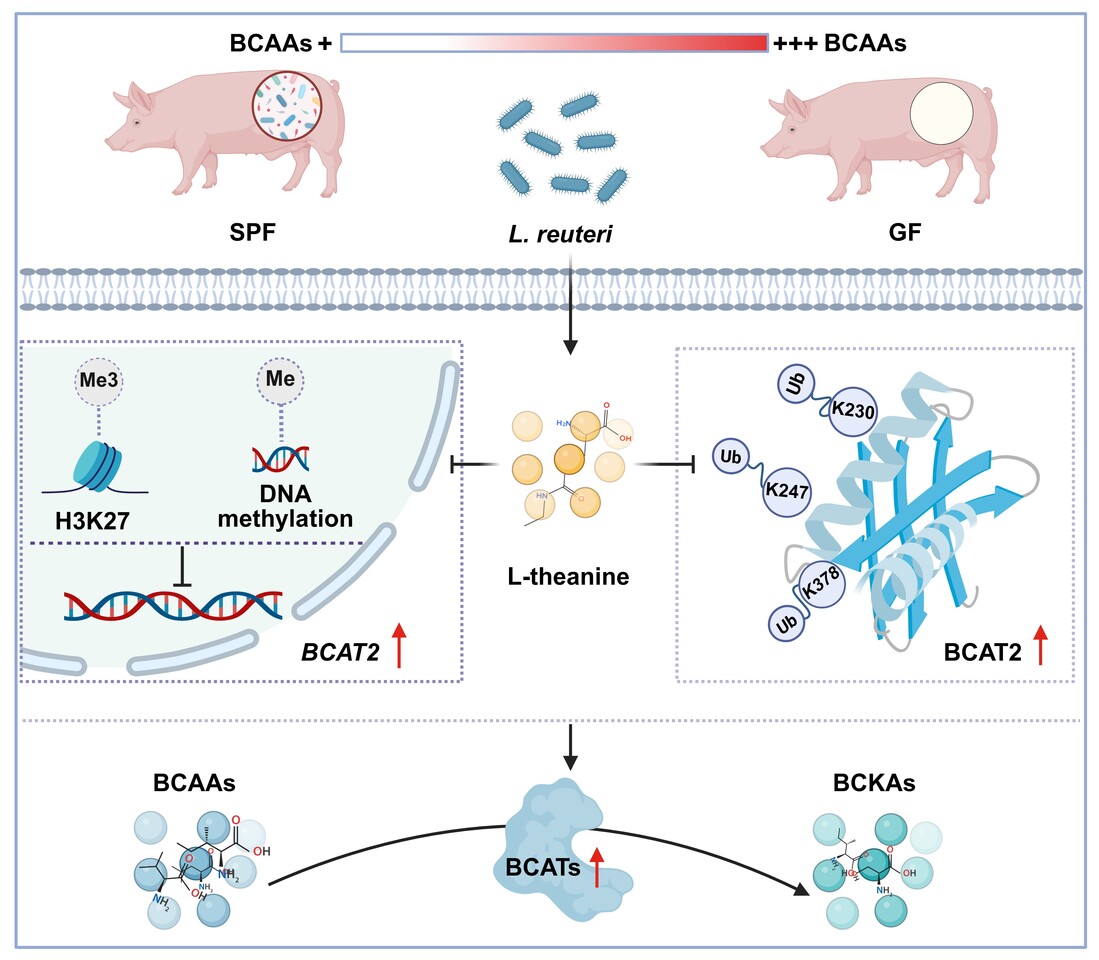 Behind the Paper: How a microbial metabolite reshapes host branched-chain amino acid metabolism
