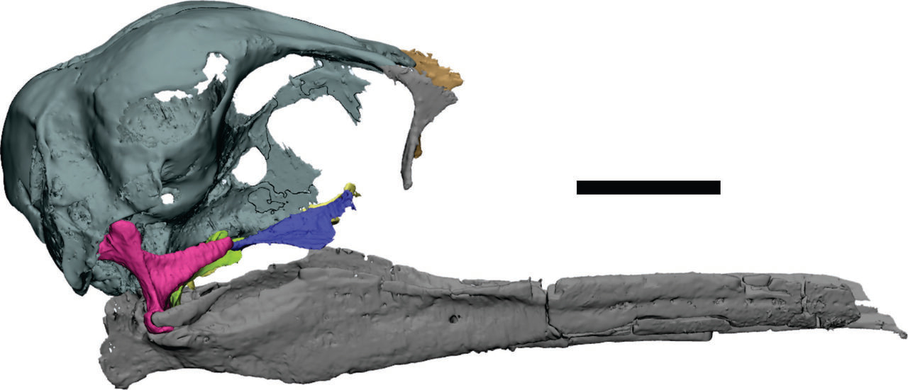 Two new Species of Vegavis (Neornithes) from Antarctica Highlights Unexpected Cretaceous Antarctic Diversity 
