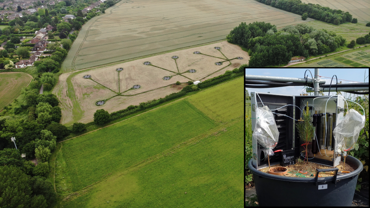 Message received: Between-plant interactions result in elevated herbivore protection in field conditions, despite the air pollution stress