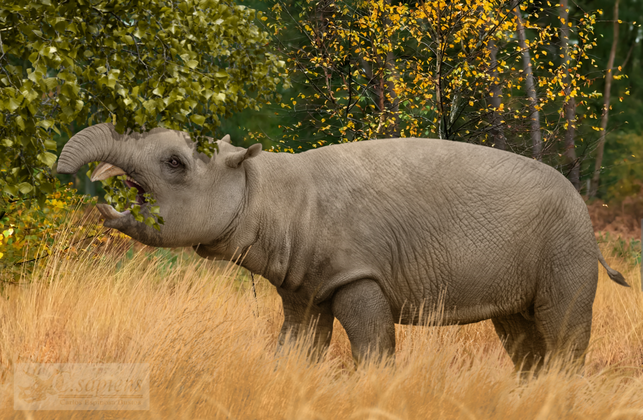 What's in an angle? Diet in pyrotheres and xenungulates