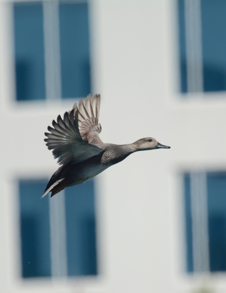 For the Birds (and the people): why parks are important for biodiversity and how they differ