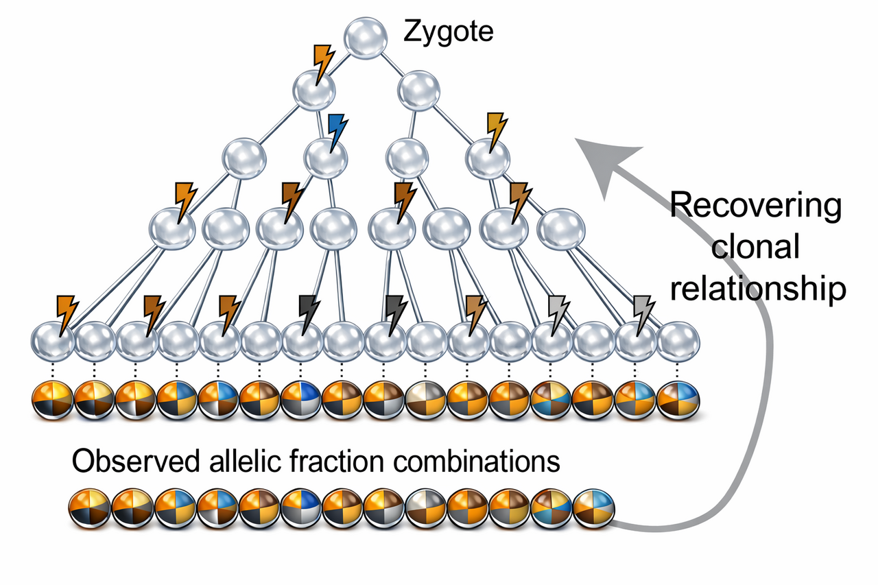 Mosaic variant barcode analysis to turn back the clock and understand human development
