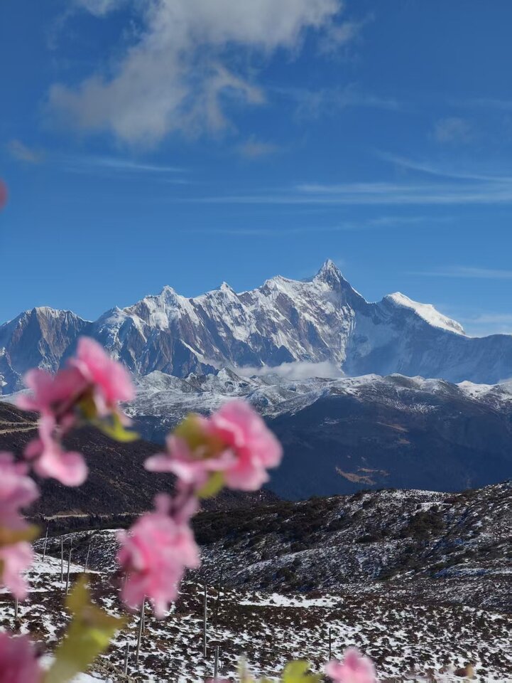 When rising CO2 failed to shield alpine vegetation from drought