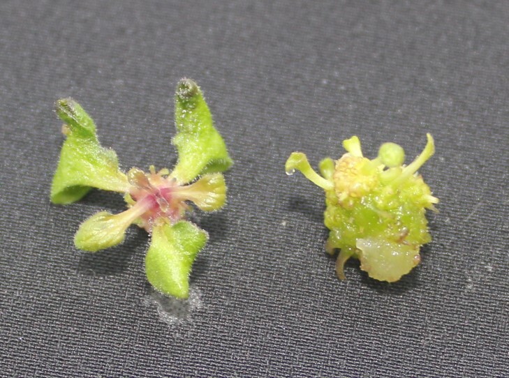 Why Do Tissue Culture Protocols Fail? (The Reason Is Not Hormones)