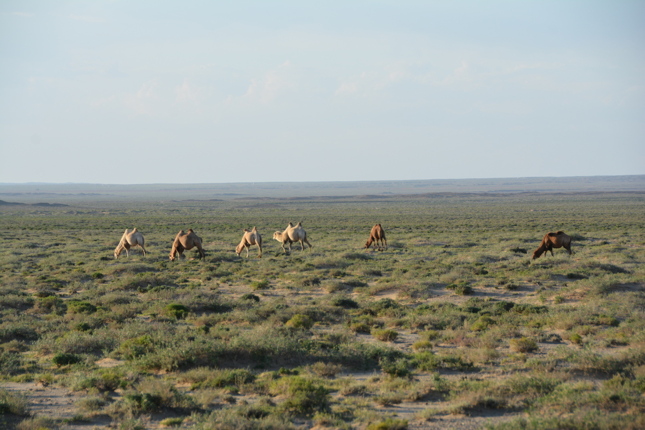 Why drylands matter for global vegetation carbon uptake