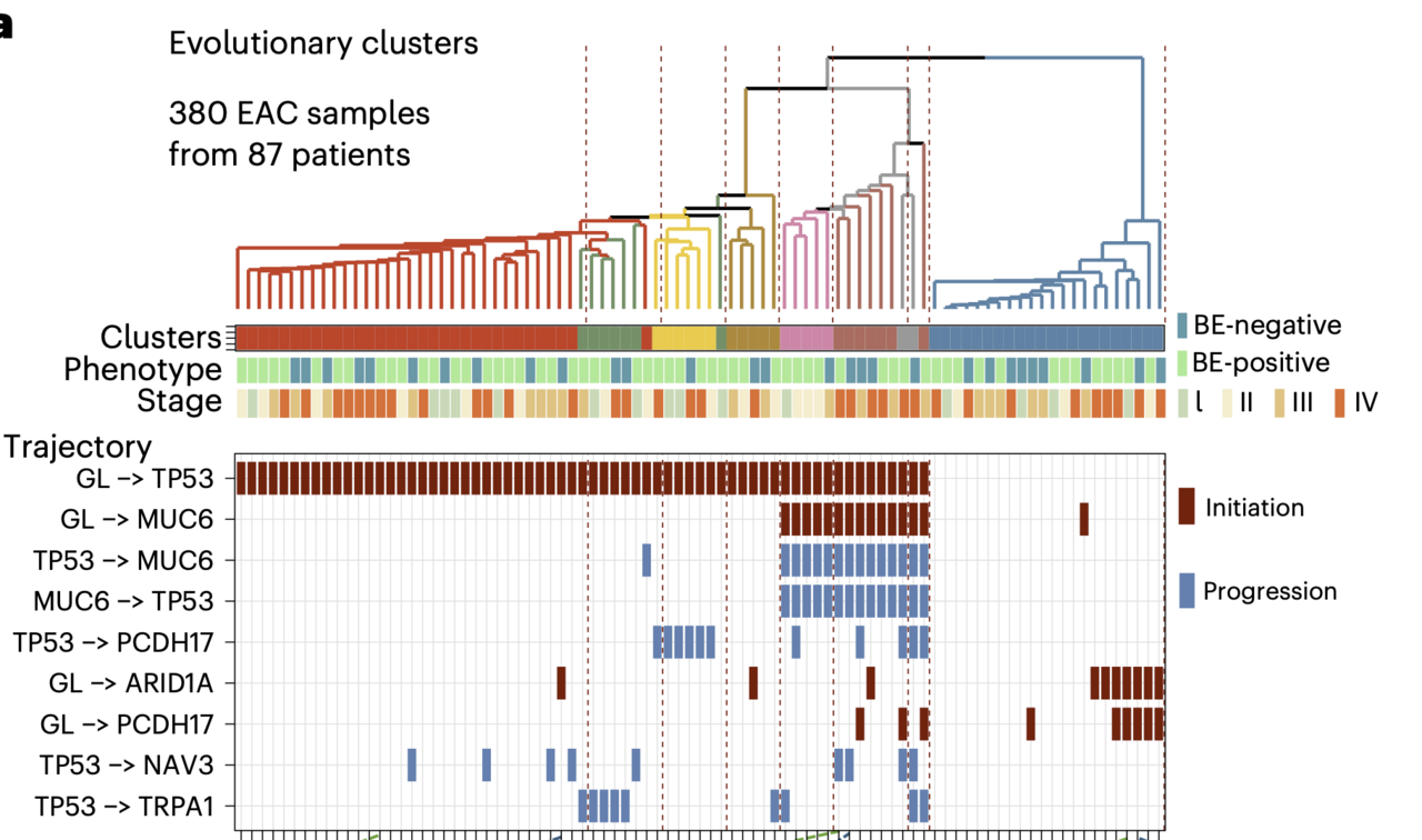 When cancer hides its origins: unique insights from Barrett's esophagus and esophageal adenocarcinoma