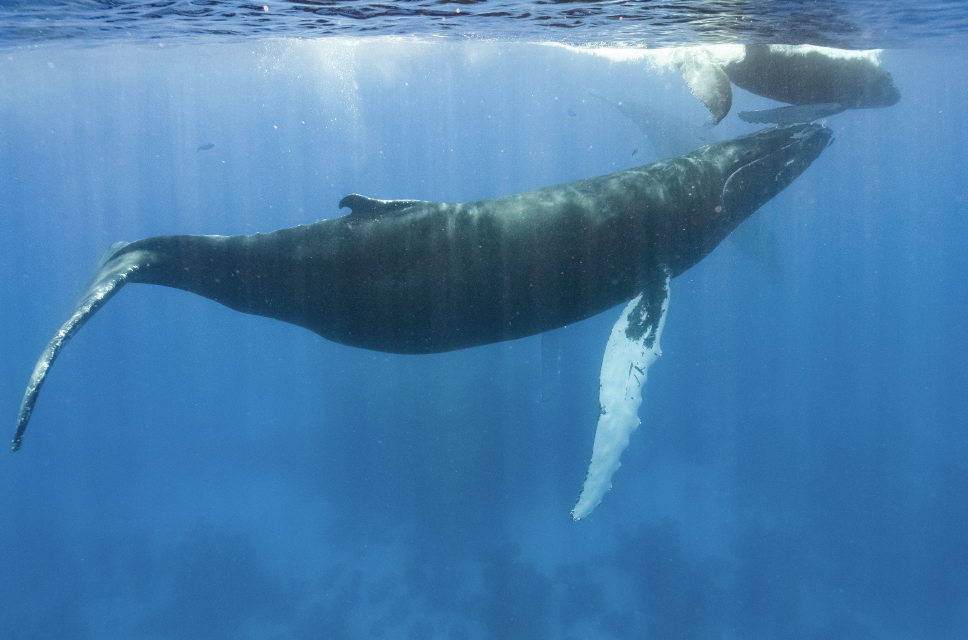 Whale‑driven nutrient transport in marine ecosystems