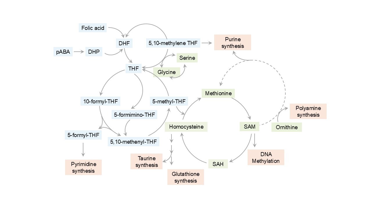 Charting an 'atlas' of folate