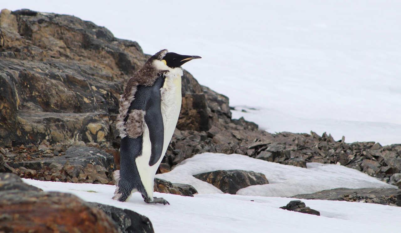 First Observations of Emperor Penguins on Horseshoe Island, Antarctica – 2023