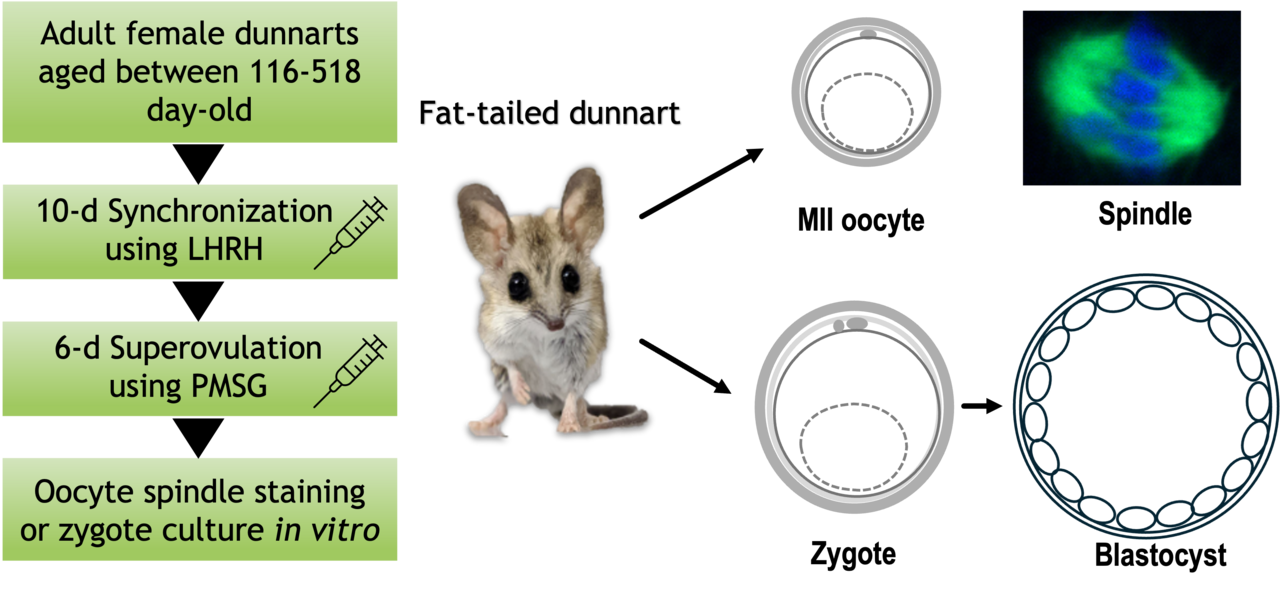 High-yield induced ovulation in the adult marsupial fat-tailed dunnart (Sminthopsis crassicaudata)