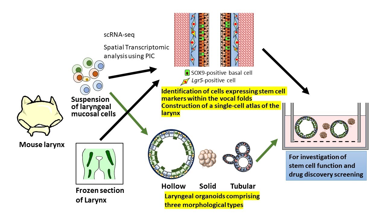 Giving a voice to vocal fold regeneration