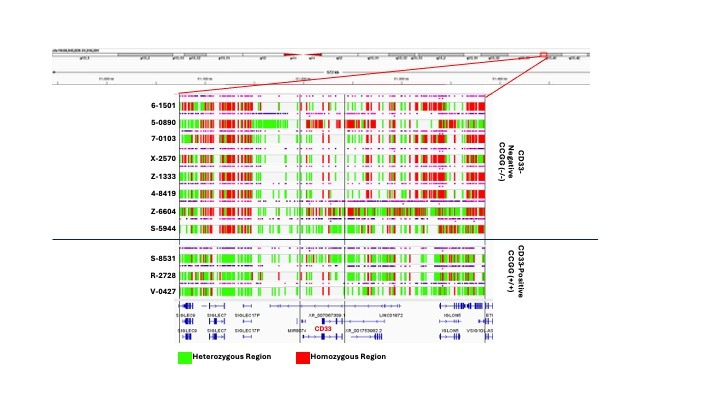United by the goal of improving precision medicine, Hematologics Inc and the Lamba Lab collaborated to publish ‘Interstitial Loss of Heterozygosity at Chr19q13 in CD33-Negative AML‘.