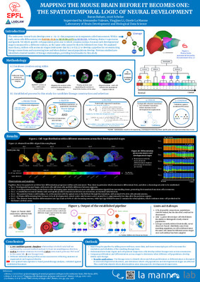 Mapping the mouse brain before it becomes one: the spatiotemporal logic of neural development