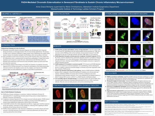 PADI4-Mediated Chromatin Externalization in Senescent Fibroblasts to Sustain Chronic Inflammatory Microenvironment 